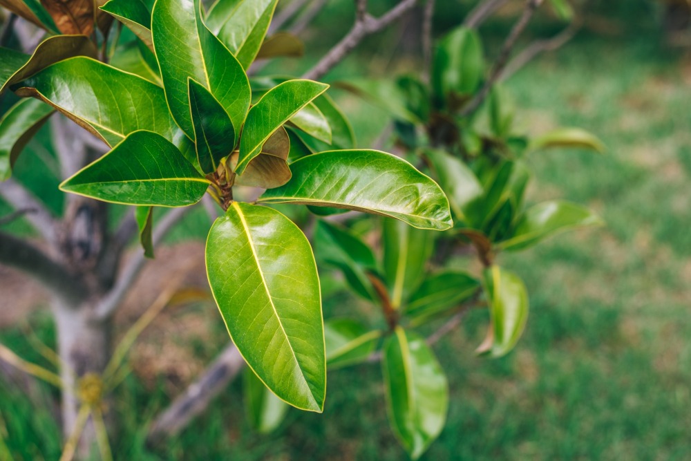 mango tea leaf