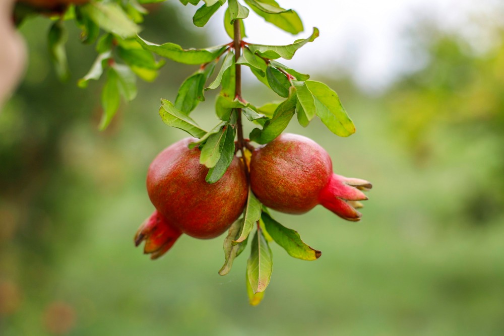 pomegranate tea