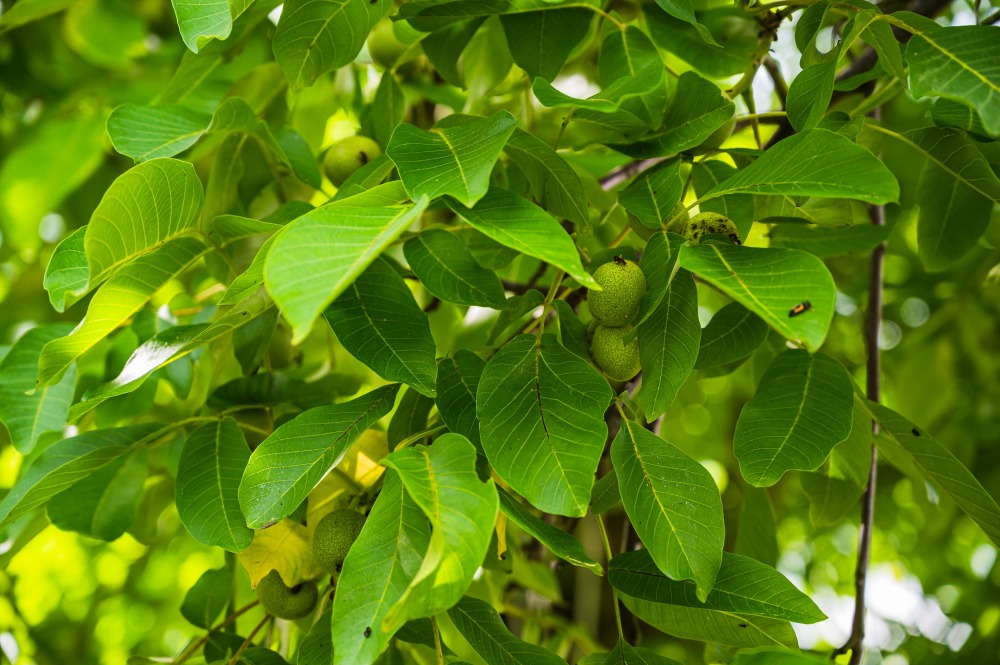 guava tea leaf