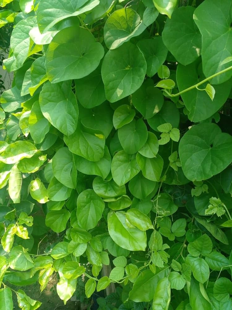 giloy leaves