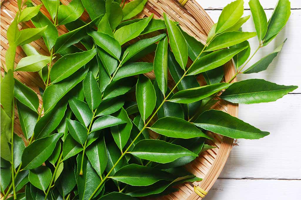 curry leaves